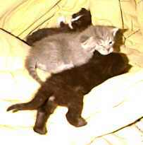 Kittens Nov '98.jpg (5182 bytes)